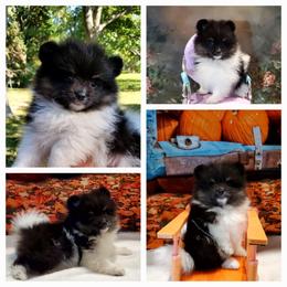 Katie - Black parti female Pomeranian puppy in Forsyth, Illinois from Amazing Grace Pomeranians