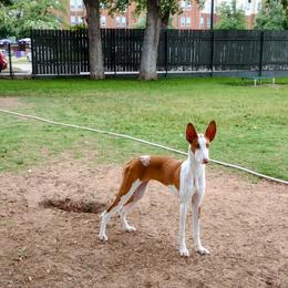 Ibizan Hound Puppies from AirO'Doe Ibizans