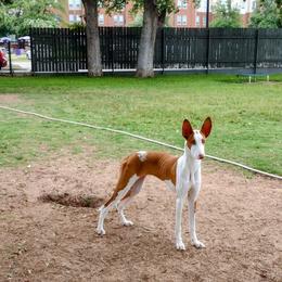 Ibizan Hound Puppies from AirO'Doe Ibizans
