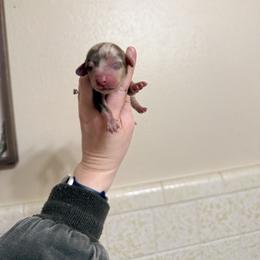 Boy 3 - Dapple male Dachshund puppy in Rising Star, Texas from Boring Weenies