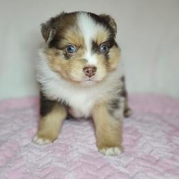 Raspberry - Red merle female Miniature Australian Shepherd puppy in Owensboro, Kentucky from JnT's Bluegrass Mini Aussies