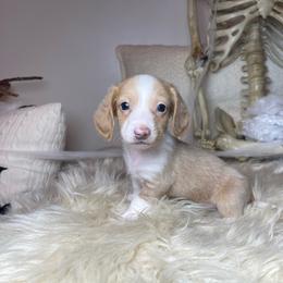 Caspian - Cream male Dachshund puppy in Washburn, Tennessee from Clinch Mountain Dachshunds