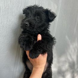 Jace - Black male Scottish Terrier puppy in Chattanooga, Tennessee from Oodles of Cuties!