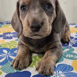Tundra - Gray (blue) and cream male Dachshund puppy in Randolph, Texas from Spindle's Little Treasures