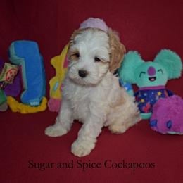 Queen Leah - Buff and white female Cockapoo puppy in Hopkins, South Carolina from Sugar and Spice Cockapoos