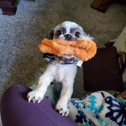 Shih Tzus from Stuber Shih Tzus
