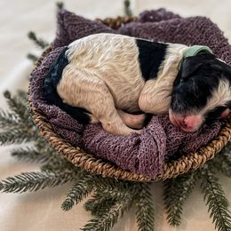 Girl 2 - Poodle puppy in Lake City, Florida from 224 Doodles and Poodles