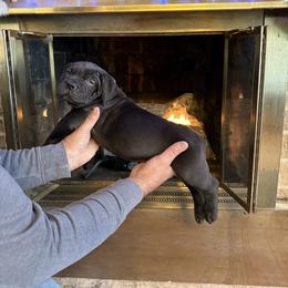 Light pink collar female - Black female Boerboel puppy in Rockford, Illinois from Adoraboerboels