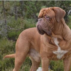 Dogues de Bordeaux from Theresea's Dogue de Bordeaux