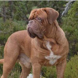 Dogues de Bordeaux from Theresea's Dogue de Bordeaux