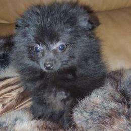 Hunnibunnies Minnie - Black female Pomeranian puppy in Cleveland, Ohio from Hunnibunnies