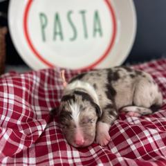 Rotini - White and red merle female Bordoodle puppy in Valley Center, California from Circle R Valley Bordoodls