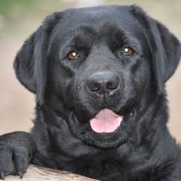 French Bulldog and Labrador Retriever Puppies from Gainesfield Labradors