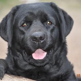 French Bulldog and Labrador Retriever Puppies from Gainesfield Labradors