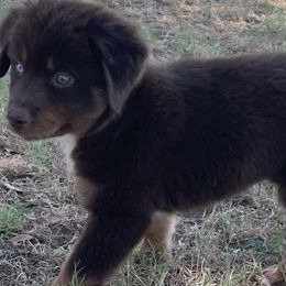 Boy 1 - Red & white Australian Shepherd puppy in Blum, Texas from 4P Poteet Farms