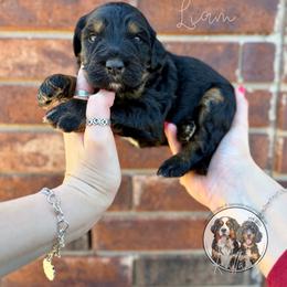 Liam - Phantom male Bernedoodle puppy in Owasso, Oklahoma from Kallams Bernedoodles & Bernese Mountain Dogs