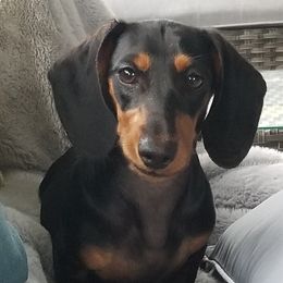 Jewels - Dachshund