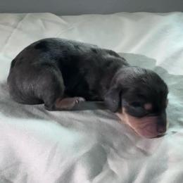 Mongo - Dapple male Dachshund puppy in Burleson, Texas from Sarah’s Dachshies