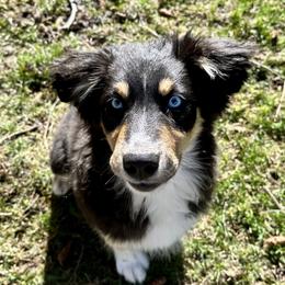 Clarice - Black tri-color female Australian Shepherd puppy in Kila, Montana from Glacier Aussies