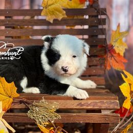 Laci 1,200 - Black and white female Border Collie puppy in Nashville, Arkansas from Whisenhunt Farms