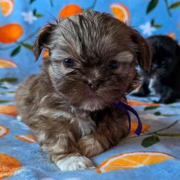 Maizie - Purple Collar - Liver female Shih Tzu puppy in Troy, Ohio from Ever After Tails