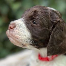 Holiday - Chocolate Labradoodle puppy in Atascadero, California from Classic Poodles and Doodles