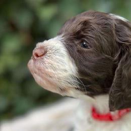 Holiday - Chocolate Labradoodle puppy in Atascadero, California from Classic Poodles and Doodles