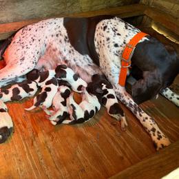 Male 3 - Liver roan male German Shorthaired Pointer puppy in Kathleen, Florida from Alex Yates GSP's