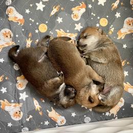 Shiba Inu Puppies from Tobitatsu Shiba Inu