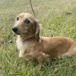 Paris - Dachshund