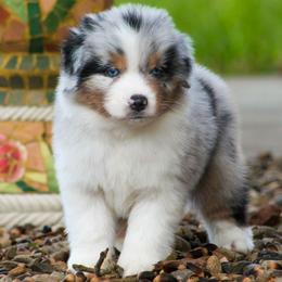 Aurora - Blue merle female Miniature American Shepherd puppy in San Benito, Texas from Vaquera's Miniature American Shepherds