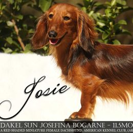 Josie - Dachshund