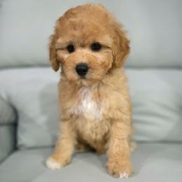 J o h n   (L e n n o n) - male Cavapoochon puppy in Bullard, Texas from Cavapoochon Central LLC