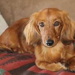 Dachshunds from Garlin Miniature Dachshunds