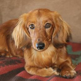 Dachshunds from Garlin Miniature Dachshunds