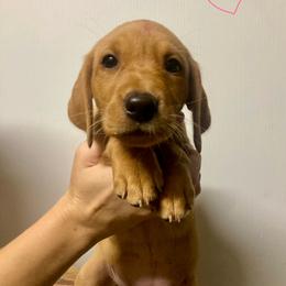 Pink - Yellow female Labrador Retriever puppy in Newaygo, Michigan from Royal Oak Gundogs