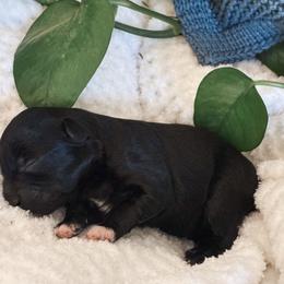 Peppermint Patty - Black female Havapoo puppy in Marquand, Missouri from Perfectly Playful Doodles