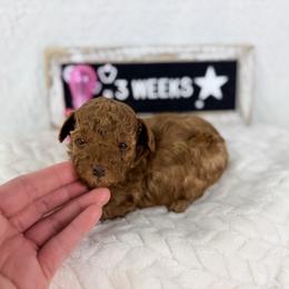 Munchkin - Red  female Poodle puppy in Florida from Adorable Toy-Miniature Poodles
