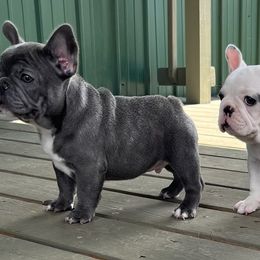French Bulldogs from Triple Cross Puppies