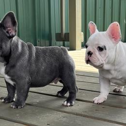French Bulldogs from Triple Cross Puppies