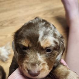 Split face - Dapple female Dachshund puppy in Anderson, South Carolina from Iron Butterfly Kennels