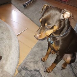 Taz - Miniature Pinscher