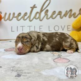 Finn - Chocolate merle male Bernedoodle puppy in Owasso, Oklahoma from Kallams Bernedoodles & Bernese Mountain Dogs