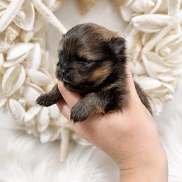 Teddy - Red sable male Pomeranian puppy in Big Pine Key, Florida from Kaleys Poms