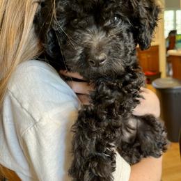 Goldendoodle Puppies from Christi's Goldendoodles