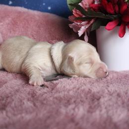 Blair - Cream female Dachshund puppy in Pace, Florida from Shoebox Doxie’s