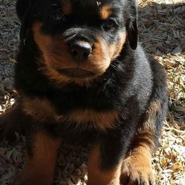 Rottweiler Puppies from Highland Rottweilers