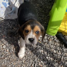 Beagle Puppies from Lead The Way Kennel LLC