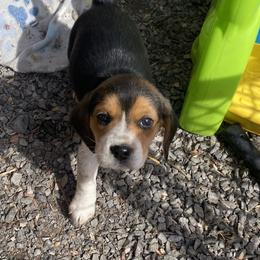 Beagle Puppies from Lead The Way Kennel LLC