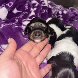 Black n white girl - Piebald female Dachshund puppy in Coeburn, Virginia from Southern Sweetheart Kennels